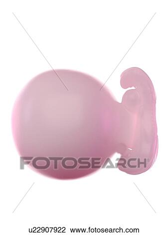 Stock Image - Fetus at week 5, computer illustration.. Fotosearch