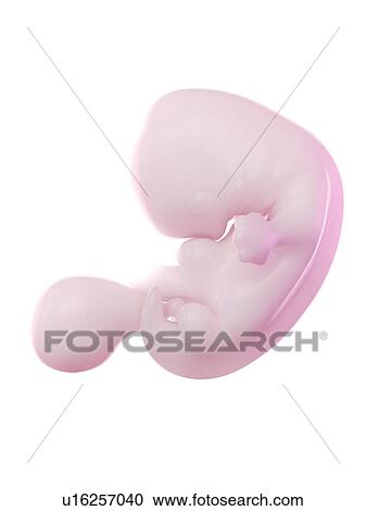 Stock Image - Fetus at week 7, computer illustration.. Fotosearch