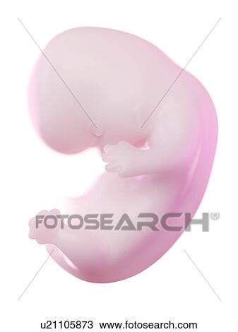 Stock Image - Fetus at week 8, computer illustration.. Fotosearch