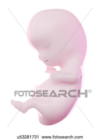 Stock Image - Fetus at week 9, computer illustration.. Fotosearch