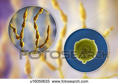 Stock Image - Filamentous allergenic fungus Alternaria alternata, computer illustration of fungal morphology and photograph of fungal colonies on Sabouraud Dextrose Agar. Alternaria is a dematiaceous (phaeoid) fungus commonly isolated from plants, soil, food, and.... Fotosearch
