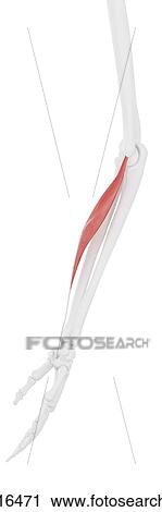 Flexor carpi radialis muscle, computer illustration. View Large Photo Image Stock Image - Flexor carpi radialis muscle, computer illustration.. Fotosearch