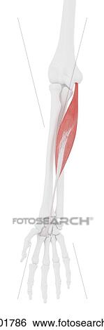 Flexor carpi radialis muscle, computer illustration. View Large Photo Image Stock Photograph - Flexor carpi radialis muscle, computer illustration.. Fotosearch