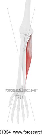 Flexor carpi ulnaris muscle, computer illustration. View Large Photo Image Picture - Flexor carpi ulnaris muscle, computer illustration.. Fotosearch