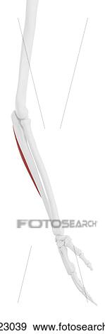 Stock Photo - Flexor carpi ulnaris muscle, computer illustration.. Fotosearch