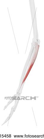 Stock Photo - Flexor carpi ulnaris muscle, computer illustration.. Fotosearch