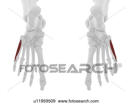 Stock Photo - Flexor digiti minimi brevis muscle, computer illustration.. Fotosearch