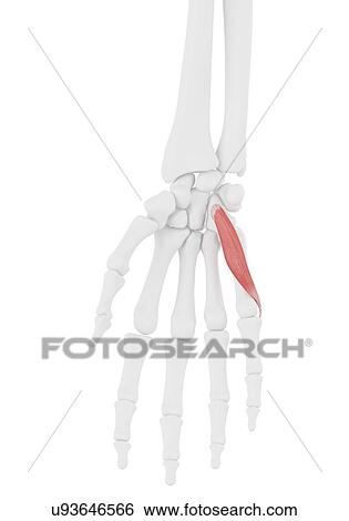 Stock Photograph - Flexor digiti minimi brevis muscle, illustration. Fotosearch