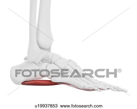 Flexor digitorum brevis muscle, computer illustration. View Large Photo Image Stock Image - Flexor digitorum brevis muscle, computer illustration.. Fotosearch