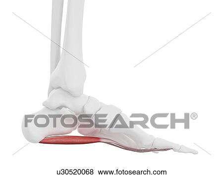 Flexor digitorum brevis muscle, illustration View Large Photo Image Stock Photo - Flexor digitorum brevis muscle, illustration. Fotosearch