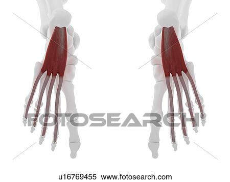 Flexor digitorum brevis muscle, computer illustration. View Large Photo Image Stock Photography - Flexor digitorum brevis muscle, computer illustration.. Fotosearch