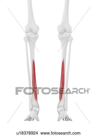 Flexor digitorum longus muscle, computer illustration. View Large Photo Image Picture - Flexor digitorum longus muscle, computer illustration.. Fotosearch