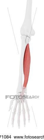 Picture - Flexor digitorum profundus muscle, computer illustration.. Fotosearch