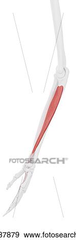 Stock Photo - Flexor digitorum profundus muscle, computer illustration.. Fotosearch