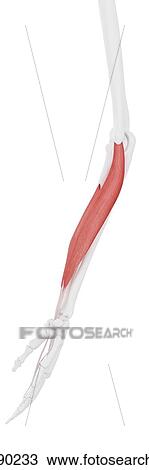 Stock Image - Flexor digitorum superficialis muscle, computer illustration.. Fotosearch