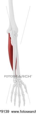 Stock Photo - Flexor digitorum superficialis muscle, computer illustration.. Fotosearch