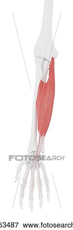 Stock Photo - Flexor digitorum superficialis muscle, computer illustration.. Fotosearch