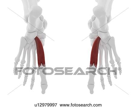 Stock Photo - Flexor hallucis brevis muscle, computer illustration.. Fotosearch