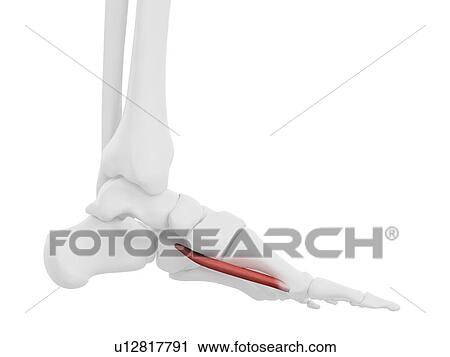 Flexor hallucis brevis muscle, illustration View Large Photo Image Stock Image - Flexor hallucis brevis muscle, illustration. Fotosearch