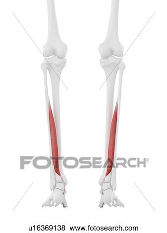 Flexor hallucis muscle, computer illustration. View Large Photo Image Stock Photo - Flexor hallucis muscle, computer illustration.. Fotosearch