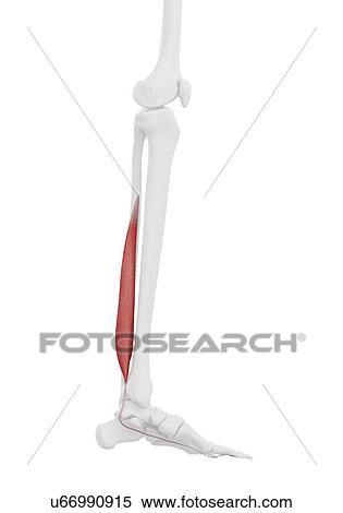 Flexor hallucis muscle, illustration View Large Photo Image Stock Photography - Flexor hallucis muscle, illustration. Fotosearch