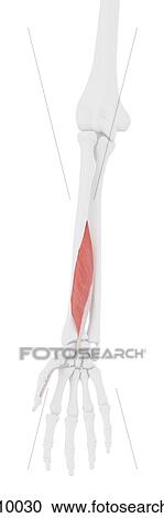 Stock Image - Flexor pollicis longus muscle, computer illustration.. Fotosearch