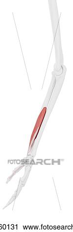 Flexor pollicis longus muscle, computer illustration. View Large Photo Image Stock Image - Flexor pollicis longus muscle, computer illustration.. Fotosearch