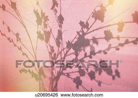 Flower shadow View Large Photo Image Stock Photograph - Flower shadow. Fotosearch