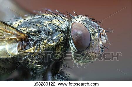 Fly head, macrophotograph. View Large Photo Image Stock Image - Fly head, macrophotograph.. Fotosearch
