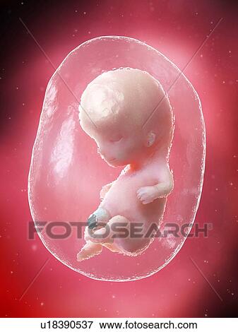 Foetus at week 10, illustration View Large Photo Image Stock Photo - Foetus at week 10, illustration. Fotosearch
