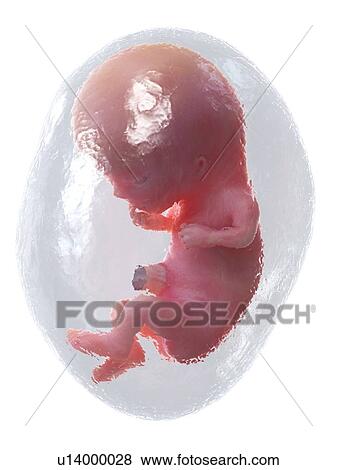 Foetus at week 11, illustration View Large Photo Image Stock Photo - Foetus at week 11, illustration. Fotosearch