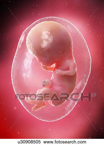 Stock Photography - Foetus at week 11, illustration. Fotosearch