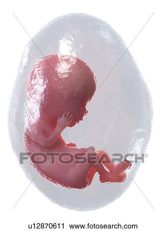 Foetus at week 12, illustration View Large Photo Image Stock Image - Foetus at week 12, illustration. Fotosearch
