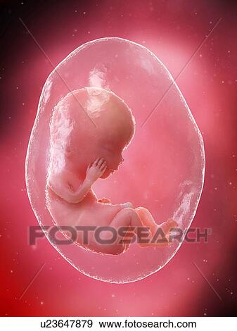 Stock Photo - Foetus at week 12, illustration. Fotosearch