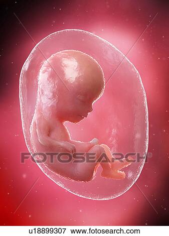 Foetus at week 13, illustration View Large Photo Image Stock Photo - Foetus at week 13, illustration. Fotosearch