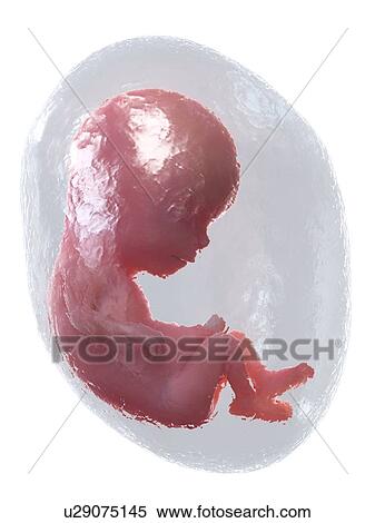 Stock Photography - Foetus at week 13, illustration. Fotosearch