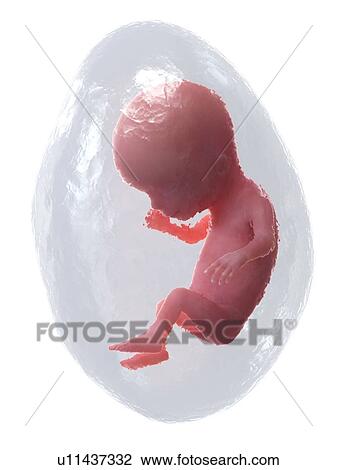 Foetus at week 14, illustration View Large Photo Image Stock Image - Foetus at week 14, illustration. Fotosearch