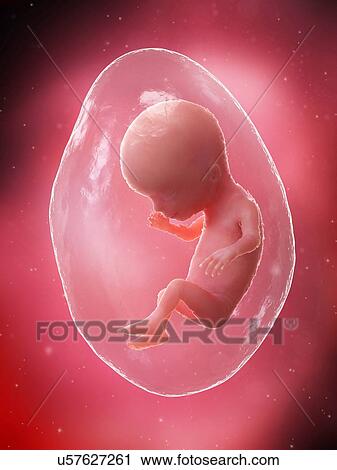 Foetus at week 14, illustration View Large Photo Image Stock Image - Foetus at week 14, illustration. Fotosearch
