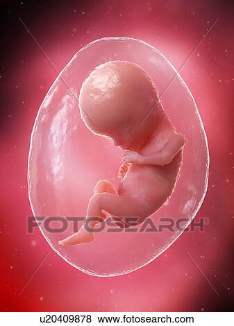 Foetus at week 15, illustration View Large Photo Image Stock Photo - Foetus at week 15, illustration. Fotosearch