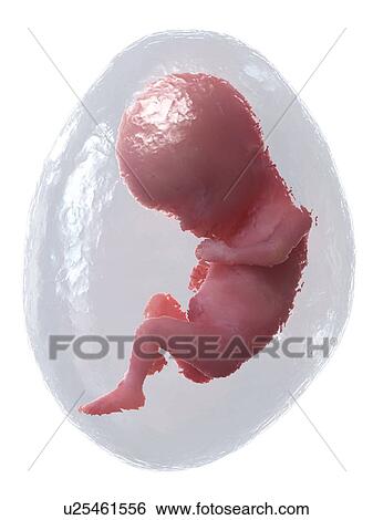 Foetus at week 15, illustration View Large Photo Image Stock Photograph - Foetus at week 15, illustration. Fotosearch