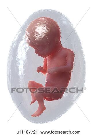 Stock Image - Foetus at week 16, illustration. Fotosearch