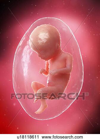 Stock Image - Foetus at week 16, illustration. Fotosearch