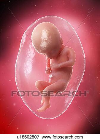 Foetus at week 17, illustration View Large Photo Image Stock Photo - Foetus at week 17, illustration. Fotosearch