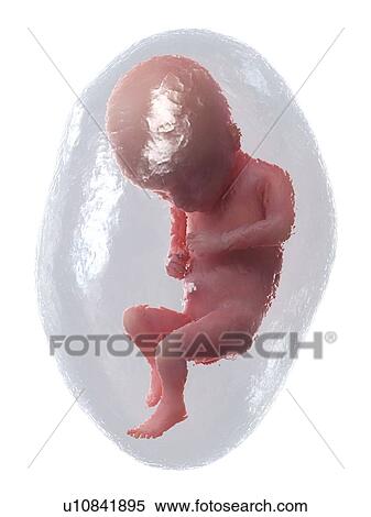 Stock Photography - Foetus at week 17, illustration. Fotosearch