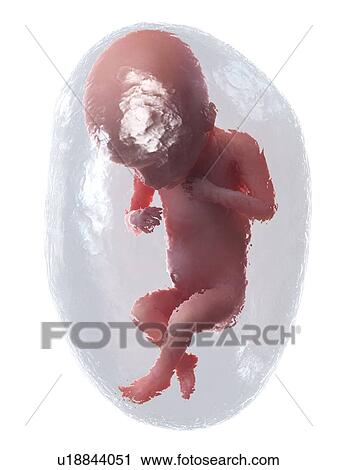 Foetus at week 18, illustration View Large Photo Image Stock Image - Foetus at week 18, illustration. Fotosearch