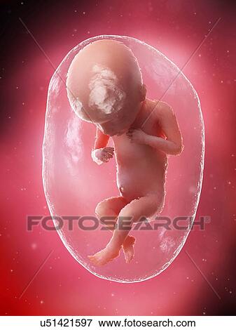 Stock Photo - Foetus at week 18, illustration. Fotosearch
