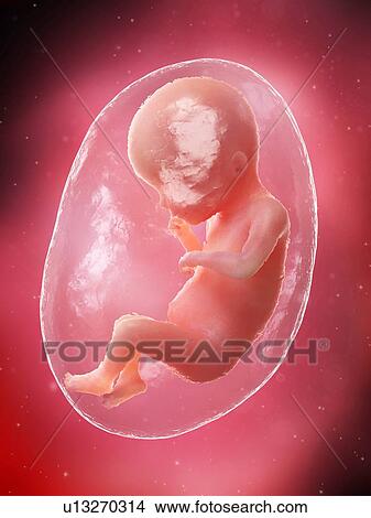 Picture - Foetus at week 19, illustration. Fotosearch