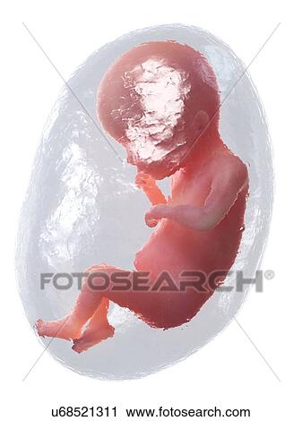 Stock Image - Foetus at week 19, illustration. Fotosearch