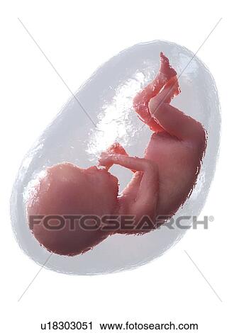 Foetus at week 20, illustration View Large Photo Image Stock Image - Foetus at week 20, illustration. Fotosearch