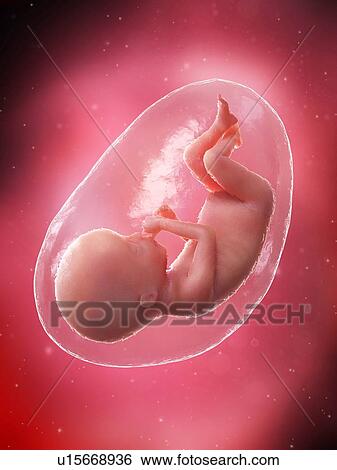 Stock Photograph - Foetus at week 20, illustration. Fotosearch
